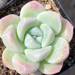 Ice green エケベリア 超美苗 多肉植物 韓国苗 観葉植物 花 園芸 1枚目の画像