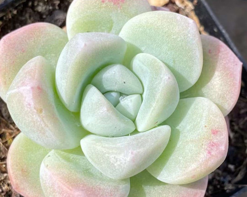 楽天市場】韓国苗 エケベリア おまかせ5種類セット 多肉植物 S