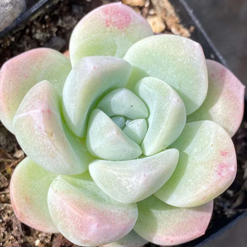 Ice green エケベリア 超美苗 多肉植物 韓国苗 観葉植物 花 園芸 多肉