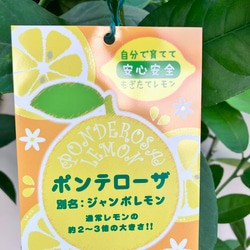 （ゆずページ）ジャンボレモン苗木 果樹 大株 楽天市場】レモンの木 【ジャンボレモン ポンテローザ】 2年生
