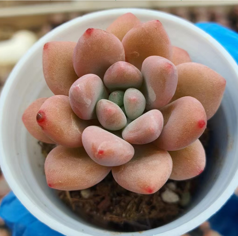 ロココ エケベリア 超美苗 多肉植物 韓国苗 観葉植物 花 園芸 多肉植物 ...