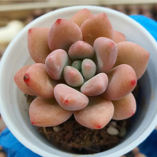 抜き苗 ロココ O410 多肉植物 エケベリア サボテン 韓国苗