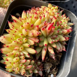 グッドふとんマーク取得 多肉植物 マリア 根っこ付き苗