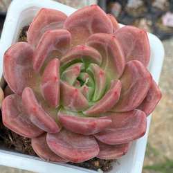 ラウイ エケベリア 超美苗 大苗大株 激レア高級多肉植物 人気韓国苗