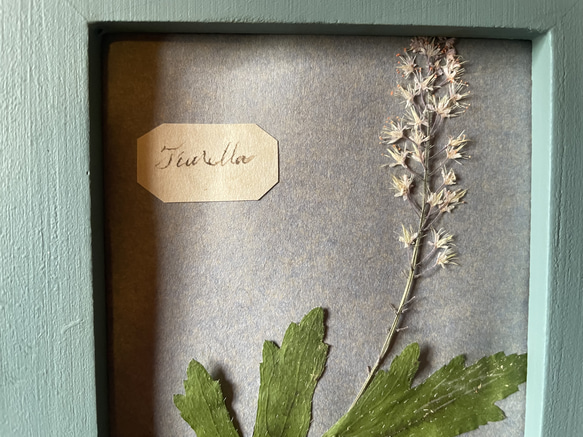 ティアレアの押し花　ドライフラワーフレーム　刺繍のような花図鑑をインテリアや贈り物に 4枚目の画像
