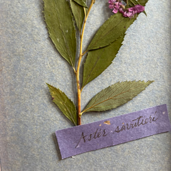 シモツケの押し花　ドライフラワーフレーム　刺繍のような花図鑑をインテリアや贈り物に 3枚目の画像
