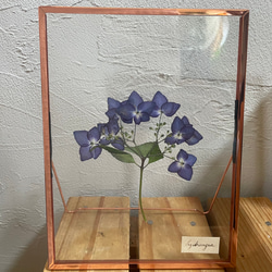 紫陽花のガラス押し花ドライフラワーフレーム　贈り物やインテリアに 1枚目の画像