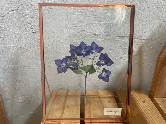 紫陽花のガラス押し花ドライフラワーフレーム　贈り物やインテリアに 1枚目の画像
