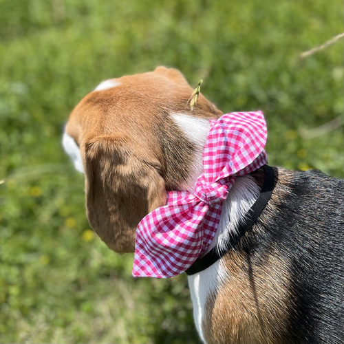 受注製作】犬用リボンクールネック ギンガムチェック 名入れ可能