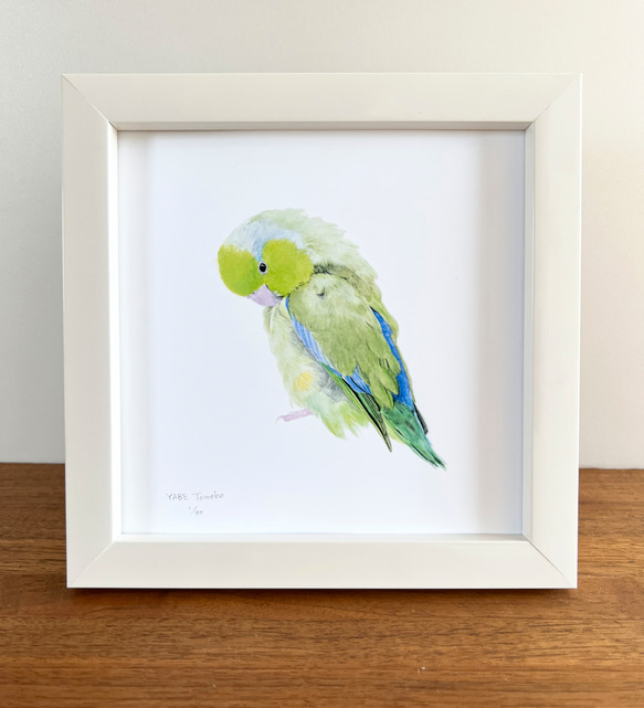 p-jet 正方形 数量限定直筆サイン入り複製画 マメルリハ ノーマル / 鳥