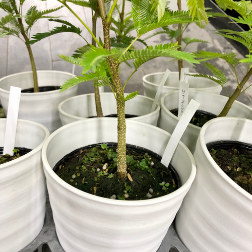 【幹太め♥新芽かなり動いてます】エバーフレッシュ ネムノキ 大型 幹太め ネムノキ エバーフレッシュ その他インテリア雑貨 PLANTS SHOP