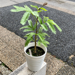 現品］【希少】ユッカ ロストラータ 実生 短葉 幹立 10号 観葉植物