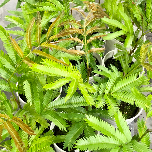 幹太め ネムノキ エバーフレッシュ その他インテリア雑貨 PLANTS SHOP