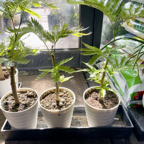 【幹太め♥新芽かなり動いてます】エバーフレッシュ ネムノキ 大型 幹太め♥新芽かなり動いてます】エバーフレッシュ ネムノキ 大型