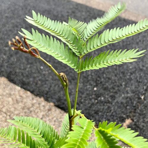 幹太め ネムノキ エバーフレッシュ その他インテリア雑貨 PLANTS