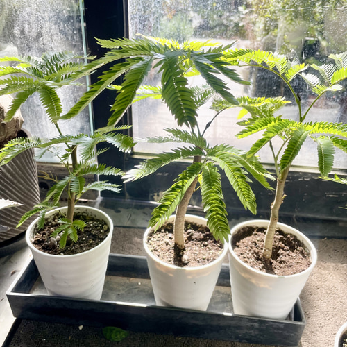 幹太め ネムノキ エバーフレッシュ その他インテリア雑貨 PLANTS