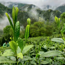 ＜配送無料＞無添加中国緑茶[太平猴魁]緑茶23年の新茶 父の日母の日 仕事中におすすめの緑茶 16枚目の画像
