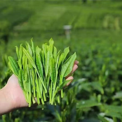 ＜配送無料＞無添加中国緑茶[太平猴魁]緑茶23年の新茶 父の日母の日 仕事中におすすめの緑茶 8枚目の画像