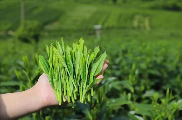 ＜配送無料＞無添加中国緑茶[太平猴魁]緑茶23年の新茶 父の日母の日 仕事中におすすめの緑茶 8枚目の画像