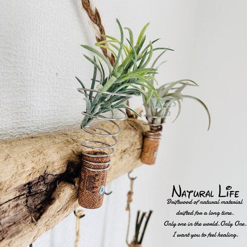 △受注制作△エアープランツハンガー 5連 △受注制作△エアープランツ