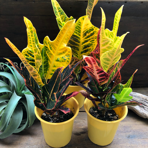 エクセレント♡クロトン♡綺麗な観葉植物♡インテリア アートフラワー