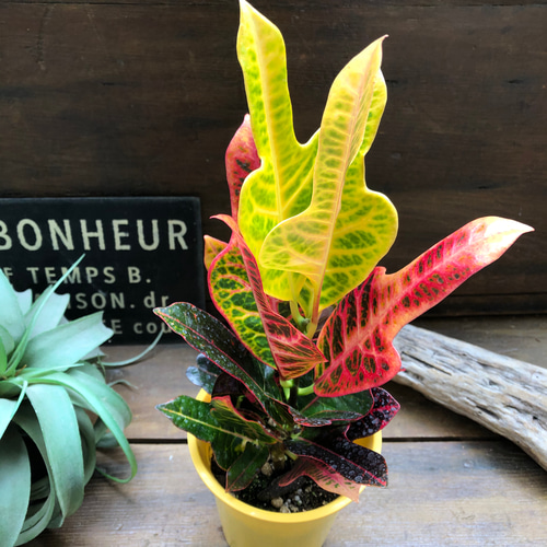 エクセレント♡クロトン♡綺麗な観葉植物♡インテリア アートフラワー