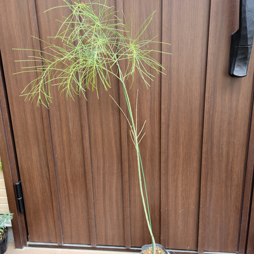 参考画像大きさの比較　アカシアブリスベンとパールアカシア 参考画像大きさの比較アカシアブリスベンとパールアカシア