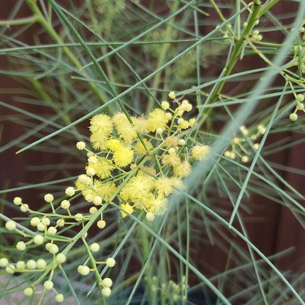 四季咲き♡アカシアオールリーフワトル ミモザ ポット苗 希少 レア