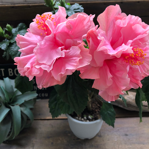 中型ハイビスカス ピンク花 ハイビスカス♡ピンク八重咲き♡暑さに強い♡ アートフラワー パリ