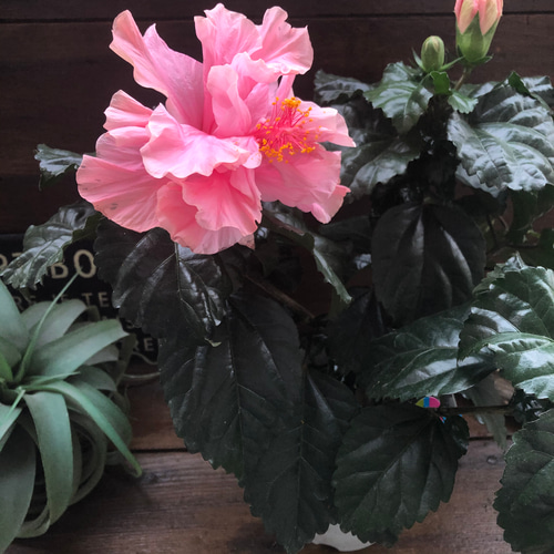 ハイビスカス♡ピンク八重咲き♡暑さに強い♡ アートフラワー パリ