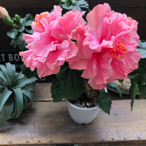 ハイビスカス♡ピンク八重咲き♡暑さに強い♡ アートフラワー パリ