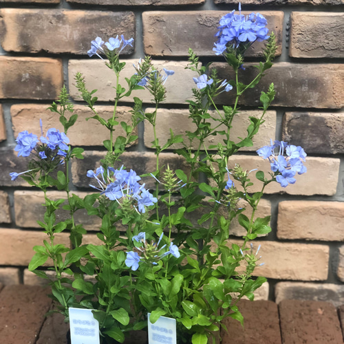 花苗＊プルンバーゴ(ルリマツリ) 多年草 その他素材 Comu＊Garden 通販