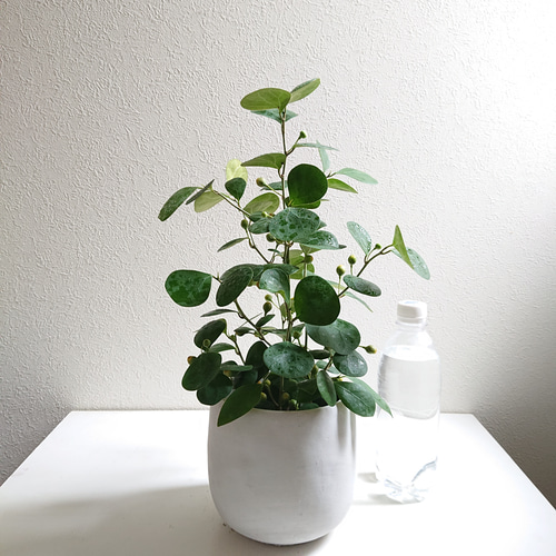 (おれお 専用)フィカス 観葉植物 生育中 白鉢 ○数量限定○新作○ 希少な菩提樹 ”フィカス・ゴールドコイン