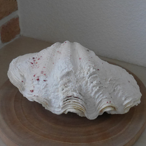 宮古島産 天然 シャコ貝 2枚1組 B級品 Sサイズ 素材販売 花器