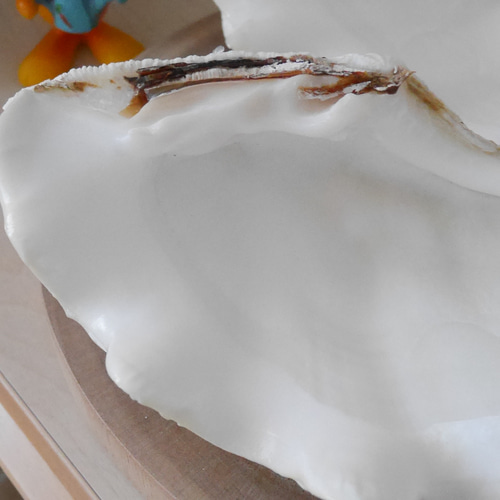 宮古島産 天然 シャコ貝 2枚1組 B級品 Sサイズ 素材販売 花器 貝殻