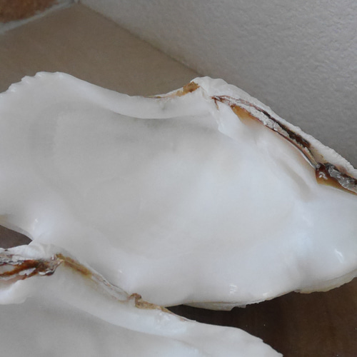 宮古島産 天然 シャコ貝 2枚1組 B級品 Sサイズ 素材販売 花器 貝殻