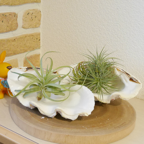 宮古島産 天然 シャコ貝 2枚1組 B級品 Sサイズ 素材販売 花器 貝殻