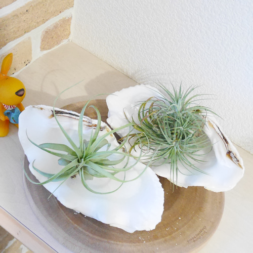 宮古島産 天然 シャコ貝 2枚1組 B級品 Sサイズ 素材販売 花器 貝殻