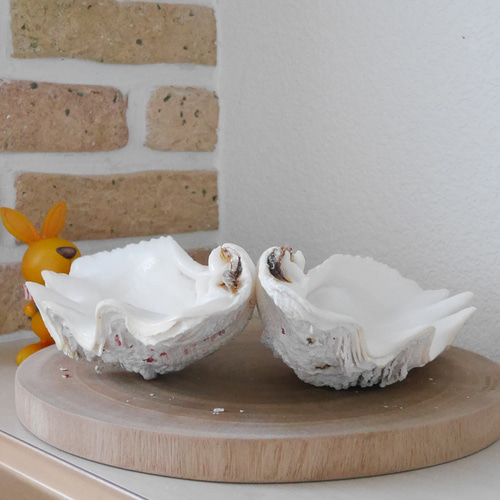 宮古島産 天然 シャコ貝 2枚1組 B級品 Sサイズ 素材販売 花器 貝殻