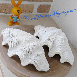 天然貝殻 波状 白  しゃこがい　宮古島　1990年代 大きめ　貝殻　貝　シェル 天然貝殻 波状 白 しゃこがい宮古島1990年代 大きめ貝殻貝シェル