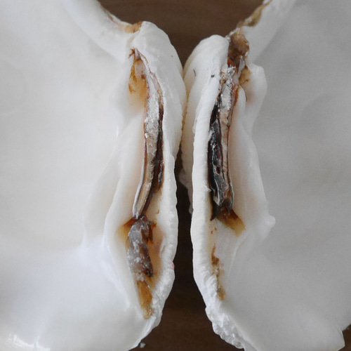 宮古島産 天然 シャコ貝 2枚1組 B級品 Sサイズ 素材販売 花器