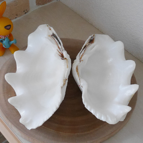 宮古島産 天然 シャコ貝 2枚1組 B級品 Sサイズ 素材販売 花器 貝殻