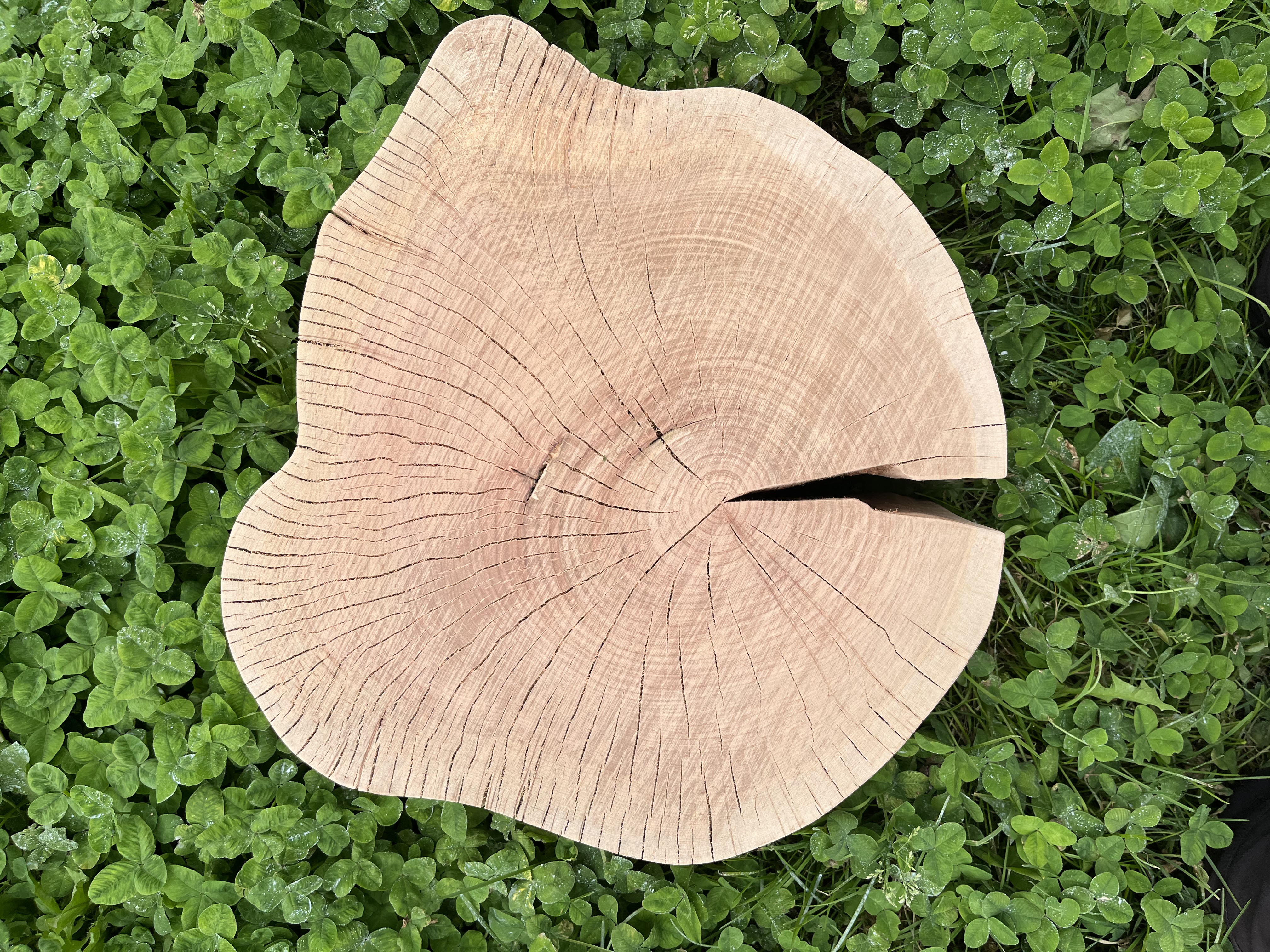 まとめ売り 輪切り 丸太 一枚板 盆栽台 木製 花台 骨董品 ライト