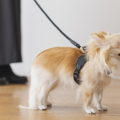 大型犬 英国高級 ハーネス リード カーラー(首輪) お散歩バック リボン