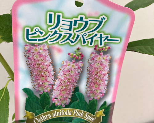 アメリカリョウブピンクスパイヤーミツバウツギセット