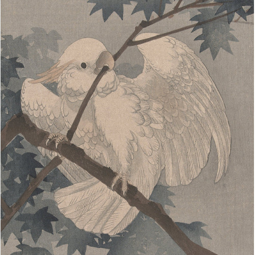 NO.49】白いオウム日本画アートポスター☆鳥絵画和室インテリア和