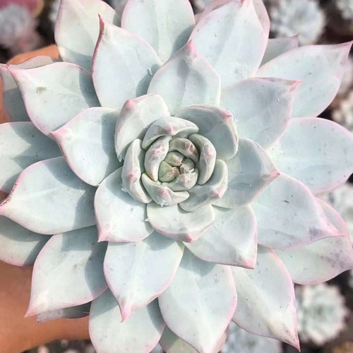 ブルーバード エケベリア 超美苗 大苗 大株 多肉植物 韓国苗 観葉植物