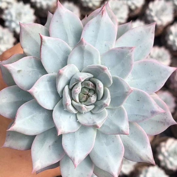 ブルーバード 大きめ苗 韓国苗 多肉植物 多肉植物ブルーバード⭐️韓国苗育成 抜き苗 b5 - メルカリ