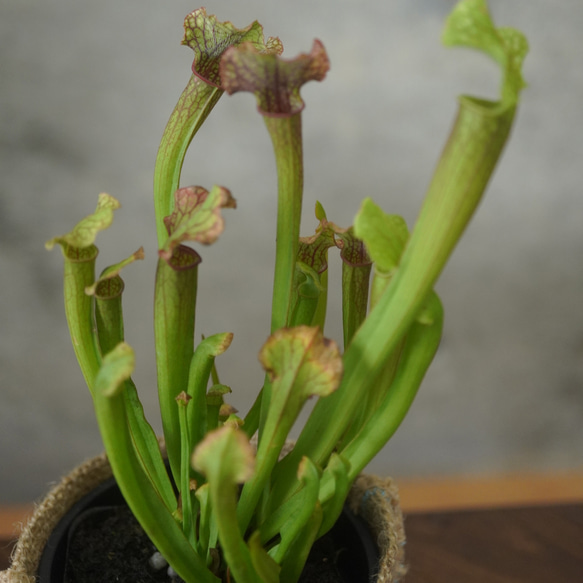 サラセニア・ジュディスヒンドル群生株３号◆食虫植物　ギフト　夏 4枚目の画像