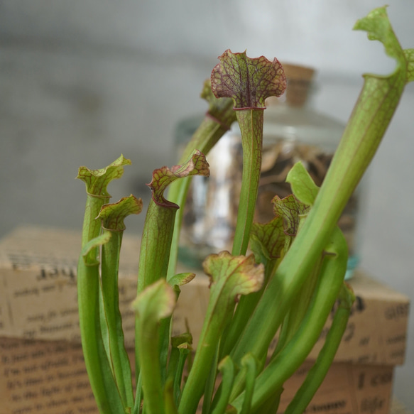 サラセニア・ジュディスヒンドル群生株３号◆食虫植物　ギフト　夏 5枚目の画像